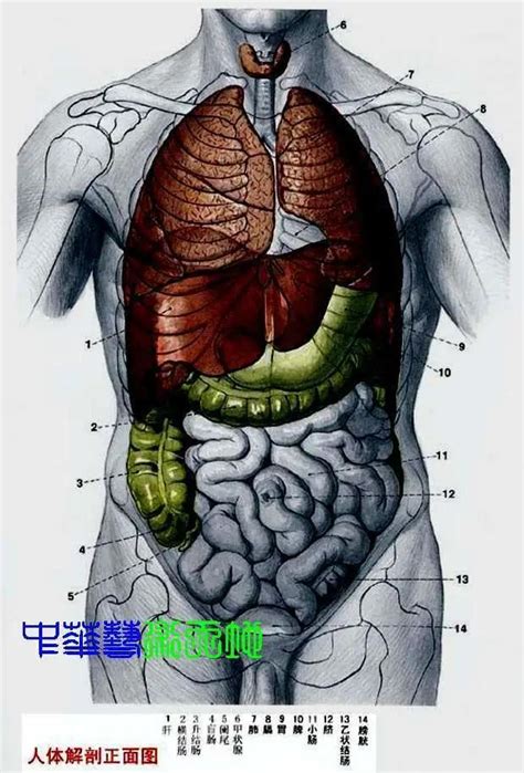 內臟有哪些|人體器官列表